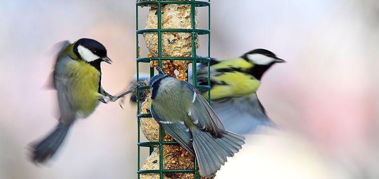 Weltvogelpark Walsrode Winterfütterung Weltvogelpark Walsrode Winterfütterung