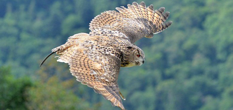 Wild- und Freizeitpark Klotten Falknerei Falknerei im Wild- und Freizeitpark Klotten