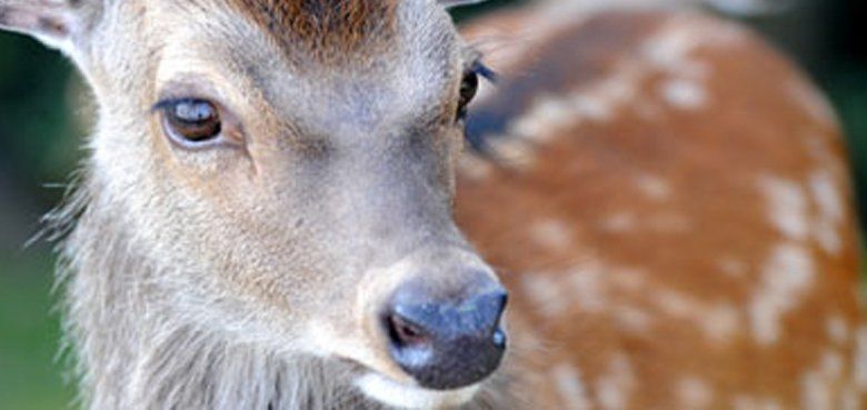 Wild- und Freizeitpark Klotten Wild- und Freizeitpark Klotten