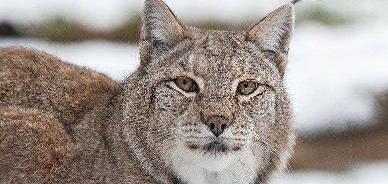 Schaurige Altweibernächte im Erlebnispark Tripsdrill. Am 6. Mai 2020 öffnet das Wildparadies Tripsdrill wieder seine Tore.