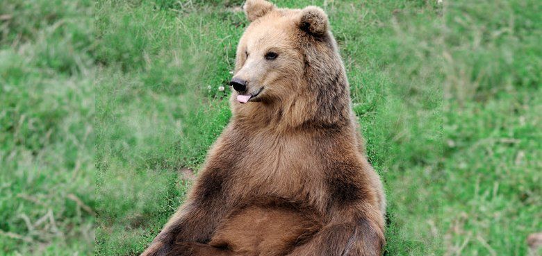 50 Jahre Wildparadies Tripsdrill. 50 Jahre Wildparadies Tripsdrill - Das große Jubiläum muss gefeiert werden.