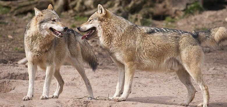 Europäische Wölfe Wildparadies Tripsdrill Wildparadies Tripsdrill Europäische Wölfe