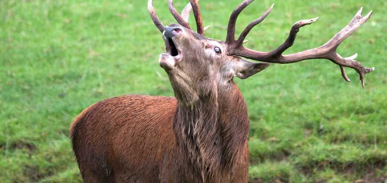 Wildparadies Tripsdrill Hirsch Der Platzhirsch lässt seinen Brunftschrei hören.