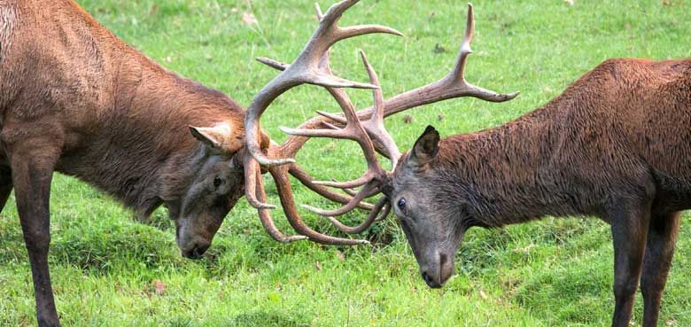 Wildparadies Tripsdrill Hirschkampf Kampf um den Rang des Platzhirsches