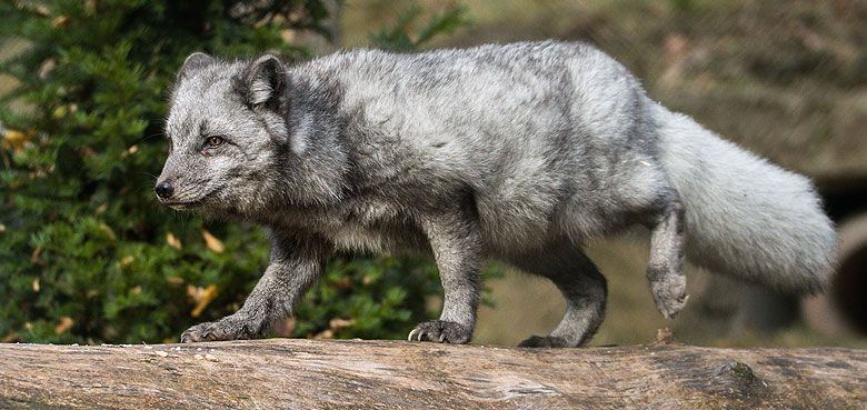 Zwei Polarfüchse im Wildparadies Tripsdrill. 