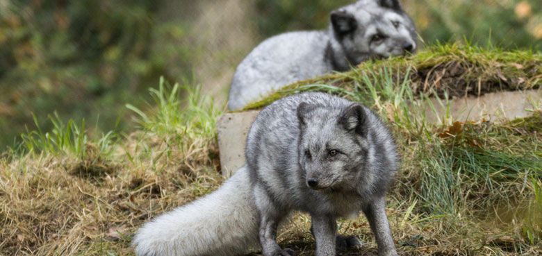 Polarfüchse im Wildparadies Tripsdrill Polarfüchse sind im Oktober 2023 ins Wildparadies Tripsdrill eingezogen.