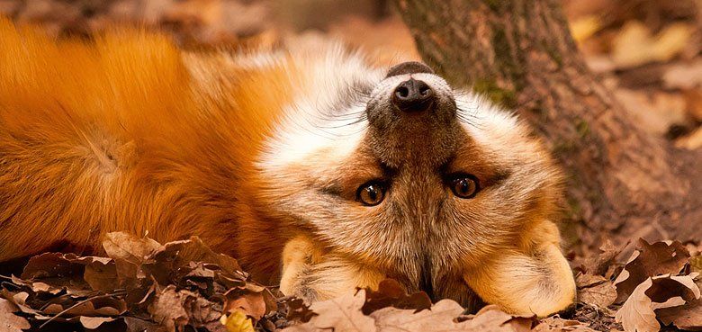 Rotfuchs im Wildparadies Tripsdrill Im Wildparadies Tripsdrill wartet schon der Rotfuchs auf seine Besucher.