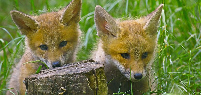 Schaurige Altweibernächte im Erlebnispark Tripsdrill. Junge Rotfüchse im Wildparadies Tripsdrill
