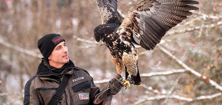 Wildparadies Tripsdrill Falkner Show Wildparadies Tripsdrill - Falkner Flugvorführungen auf der Falknertribüne .