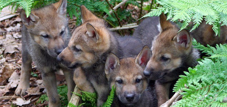 Wolfcenter Doerverden Junge Woelfe Wolfcenter Doerverden Junge Woelfe Streichelzoo