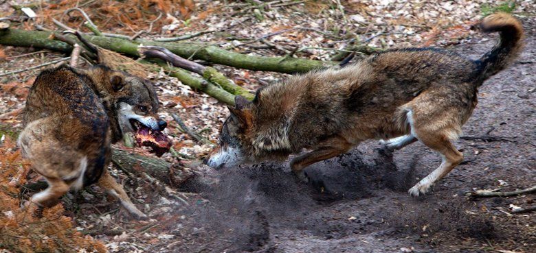 Sea Life Oktopus Sea Life Oktopus