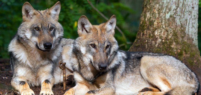 Wolfcenter Dörverden Zwei Wölfe