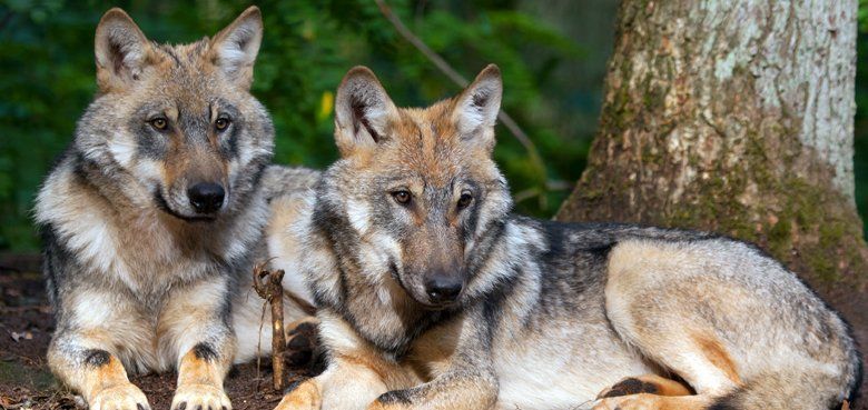 Wolfcenter Dörverden Wolfcenter Dörverden Zwei Wölfe
