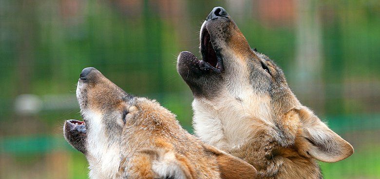 Wölfe beobachten Wölfe beobachten