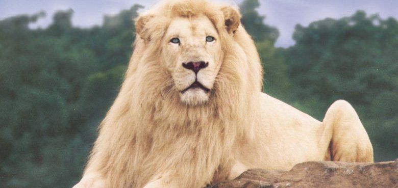 Dschungel-Safari Serengeti-Park Hodenhagen die Dschungel-Safari im Serengeti-Park sollte man sich auf keinen Fall entgehen lassen.