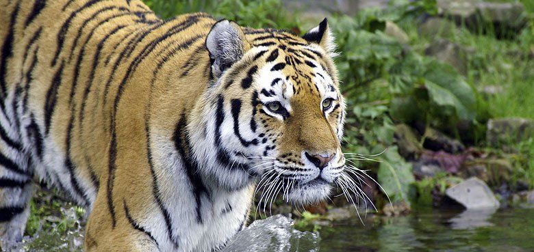 Amurtiger in der ZOOM Erlebniswelt im Themenbereich Alaska. Amurtiger in der ZOOM Erlebniswelt im Themenbereich Alaska.