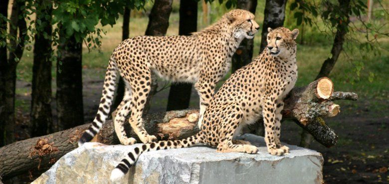 Safaripark Stukenbrock hat für PKW geöffnet. Safaripark Stukenbrock hat für PKW geöffnet.
