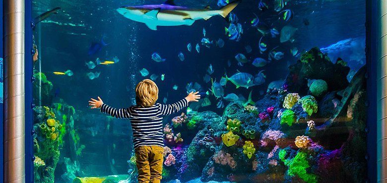 Die SEA LIFE Großaquarien sind Botschafter der Meere. Die SEA LIFE Großaquarien sind Botschafter der Meere.