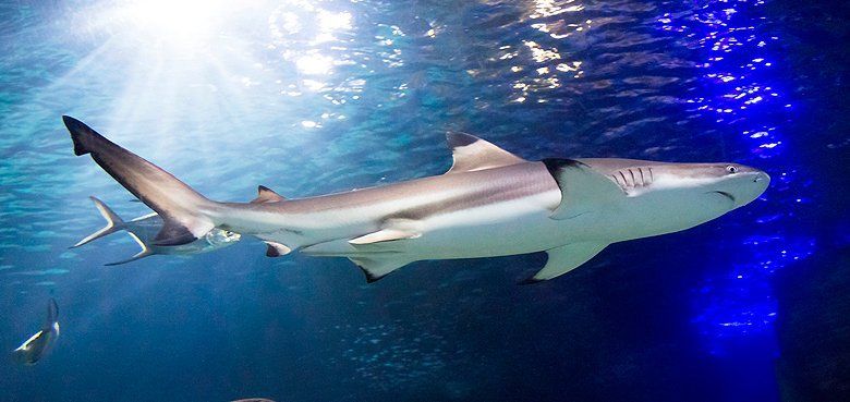 Mail an SEA LIFE Deutschland Mail an SEA LIFE