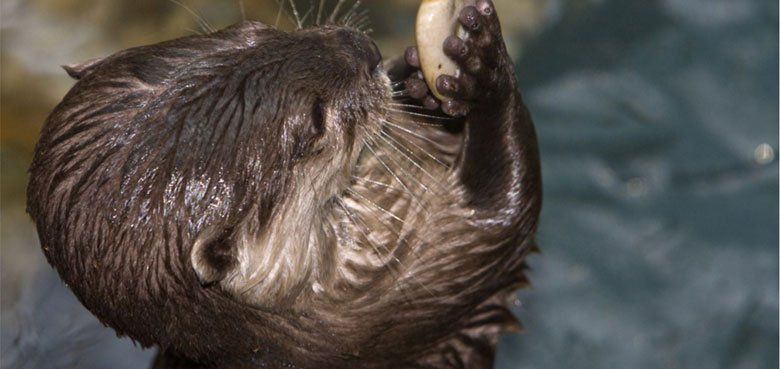 Weltvogelpark Walsrode - Futter für die Tiere. Sea Life Timmendorfer Strand - Otter Bonnie jongliert mit Steinen.