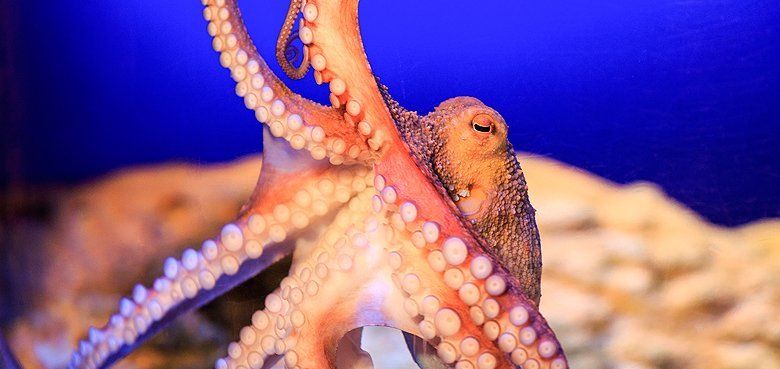 Sea Life Oktopus Sea Life Oktopus