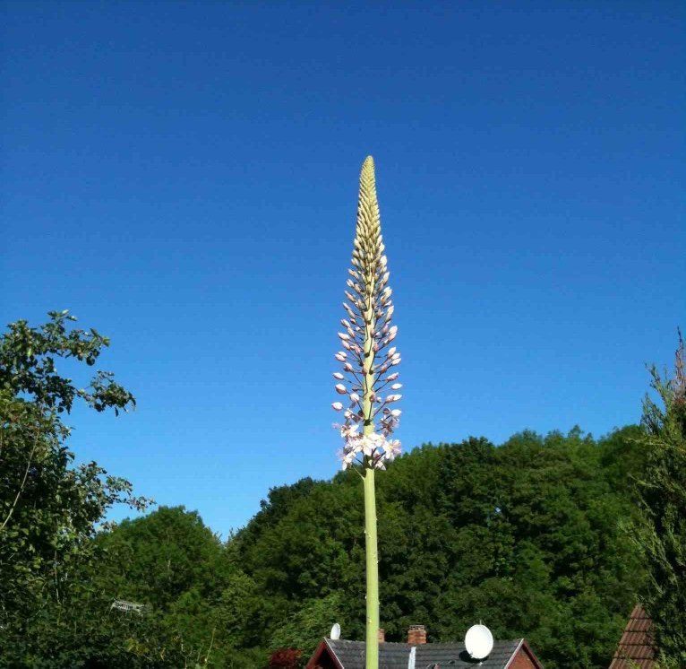 Eremurus robustus / Riesensteppenkerze