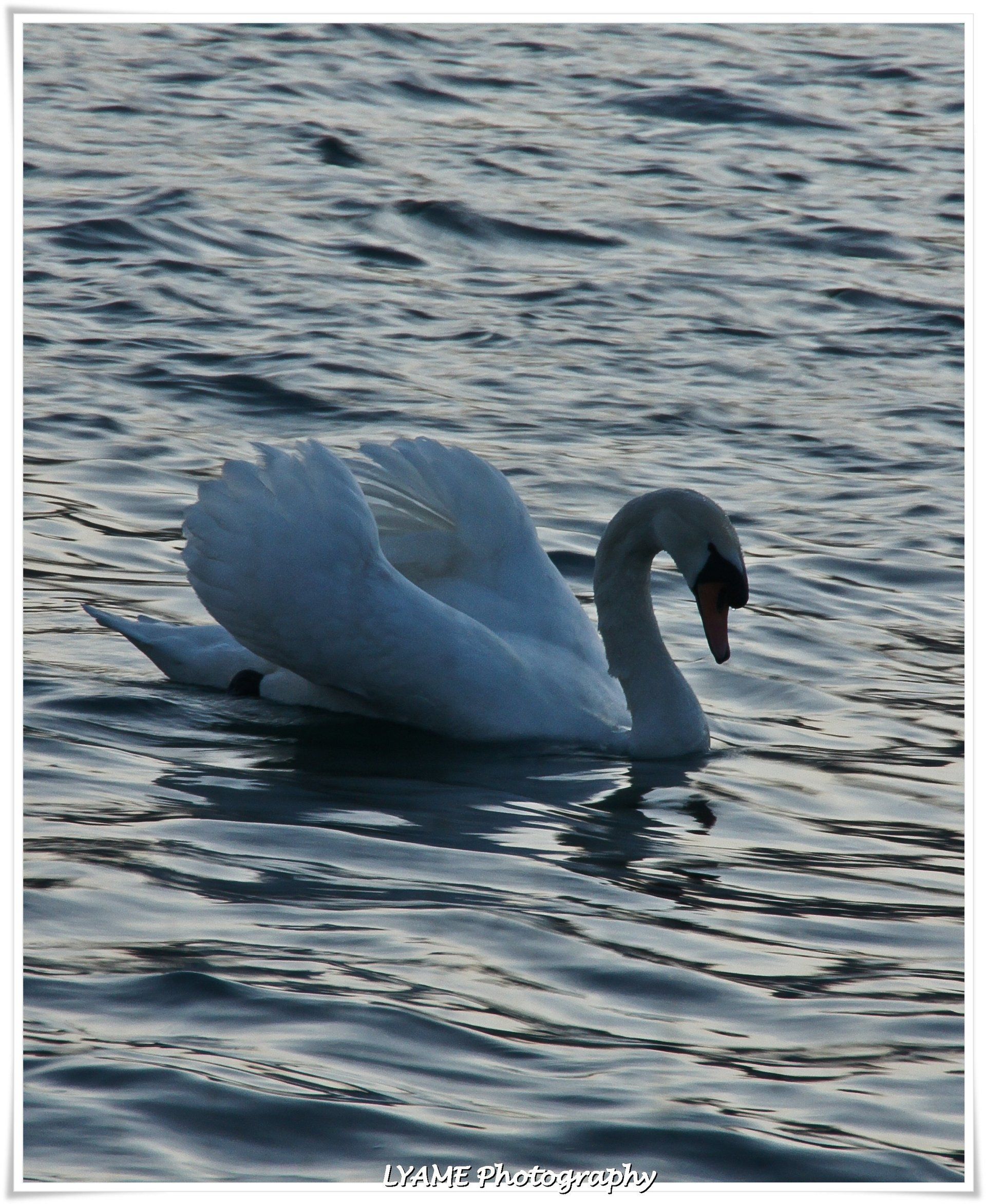 coordination sécurité et protection de la santé, protection santé, sécurité au travail, SPS, blcf83, bruno lecerf,