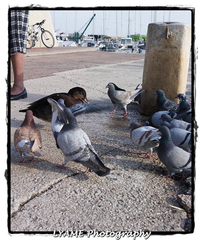 coordination sécurité et protection de la santé, protection santé, sécurité au travail, SPS, blcf83, bruno lecerf,