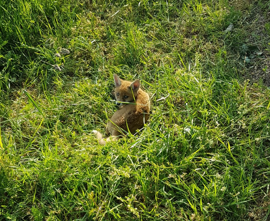 Verletzter Fuchswelpe - Jäger kommt mit Schippe, kippt ihn jedoch an den Feldrand uns lässt ihn liegen