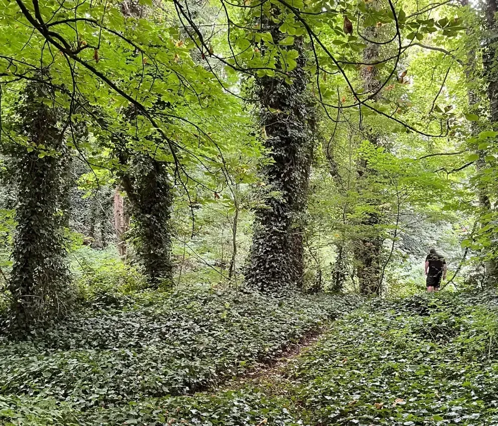 gwr woodland project