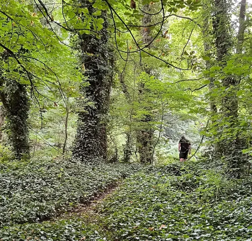 Keynsham woodland project