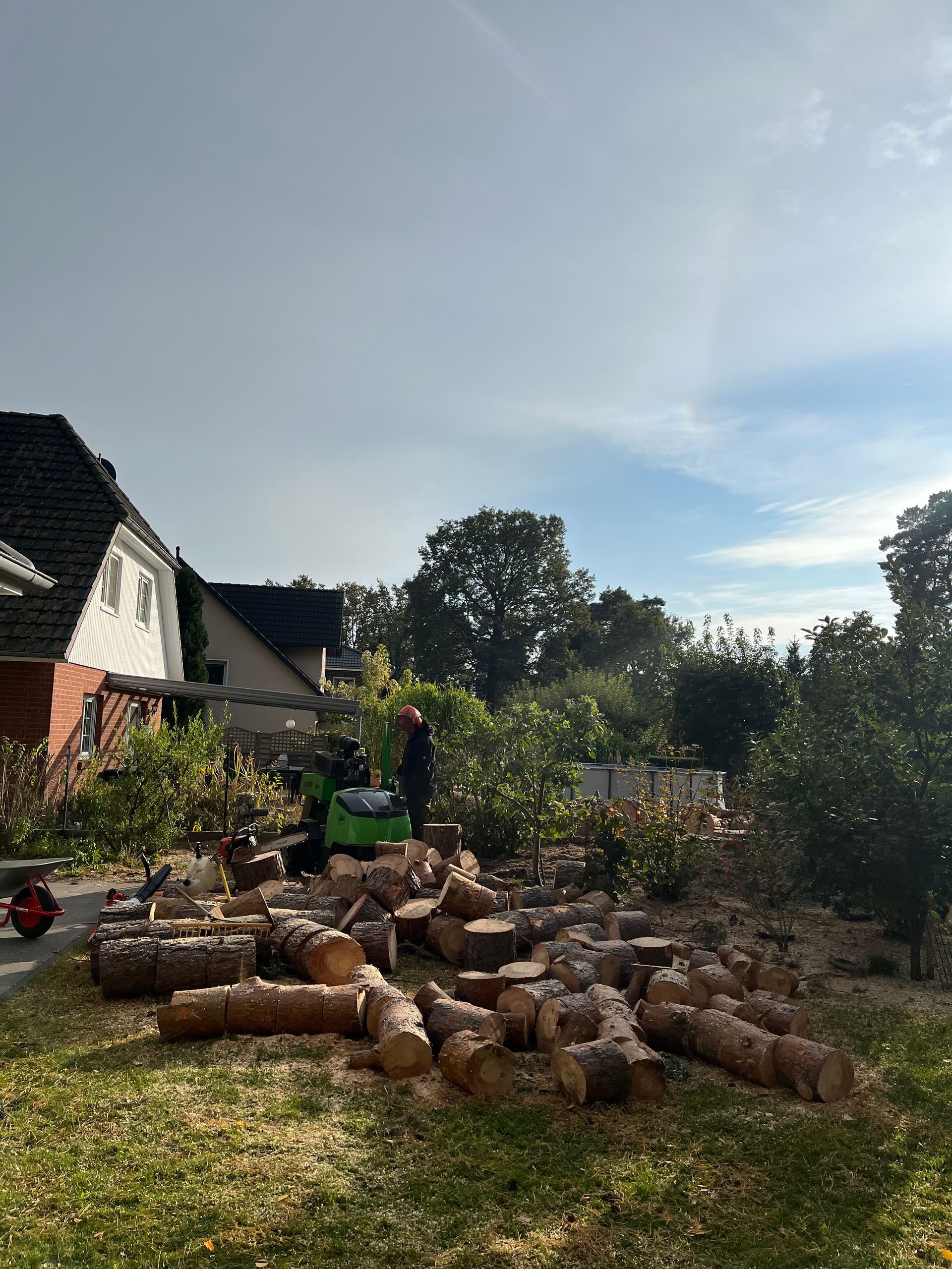 Baumstämme geschnitten