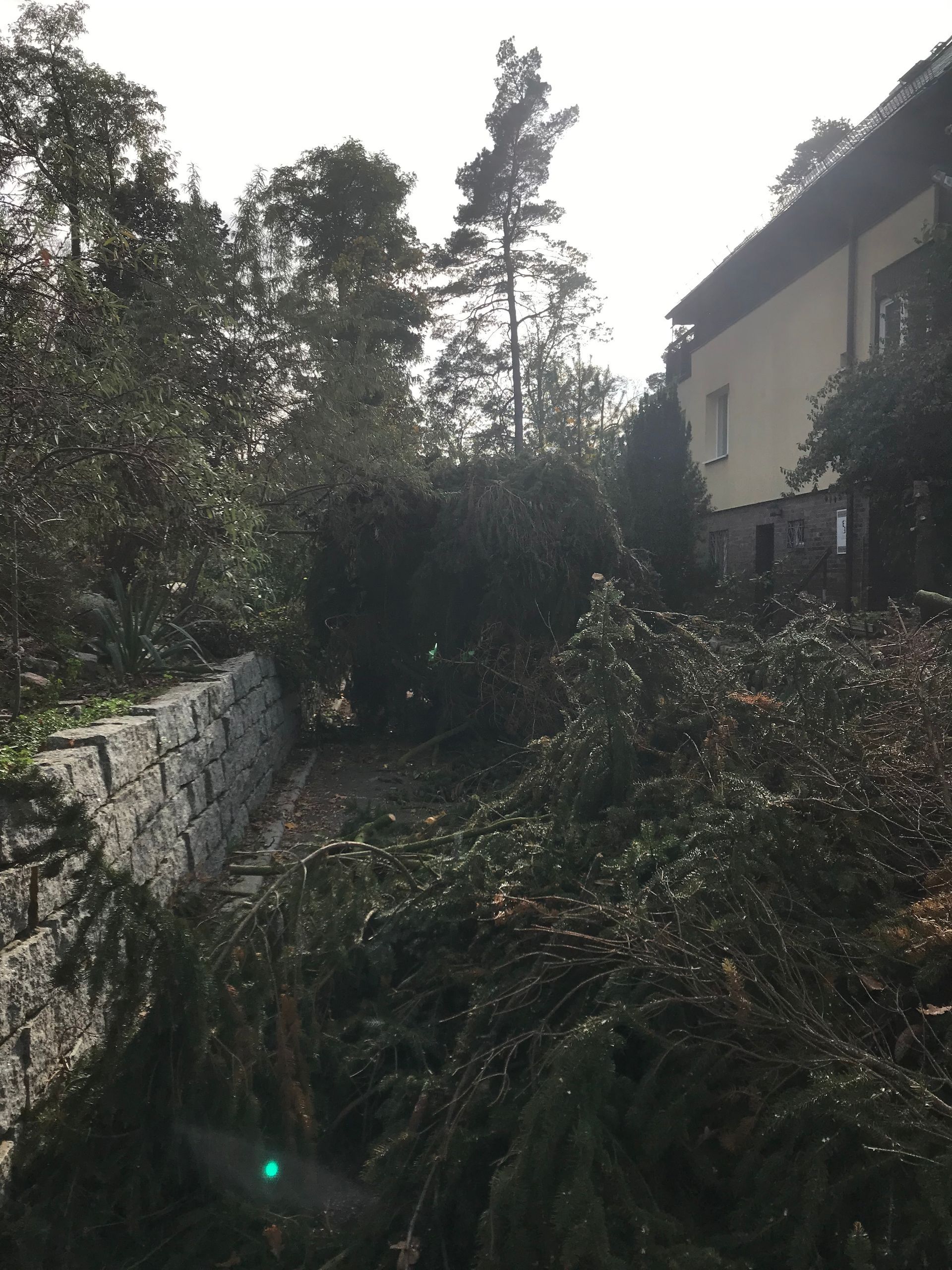 Heckenschnitt an einer Mauer