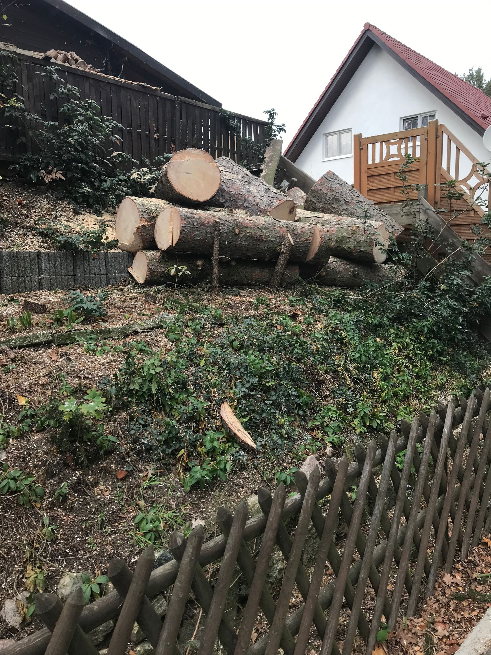 Große gefällte Baumstämme auf dem Grundstück