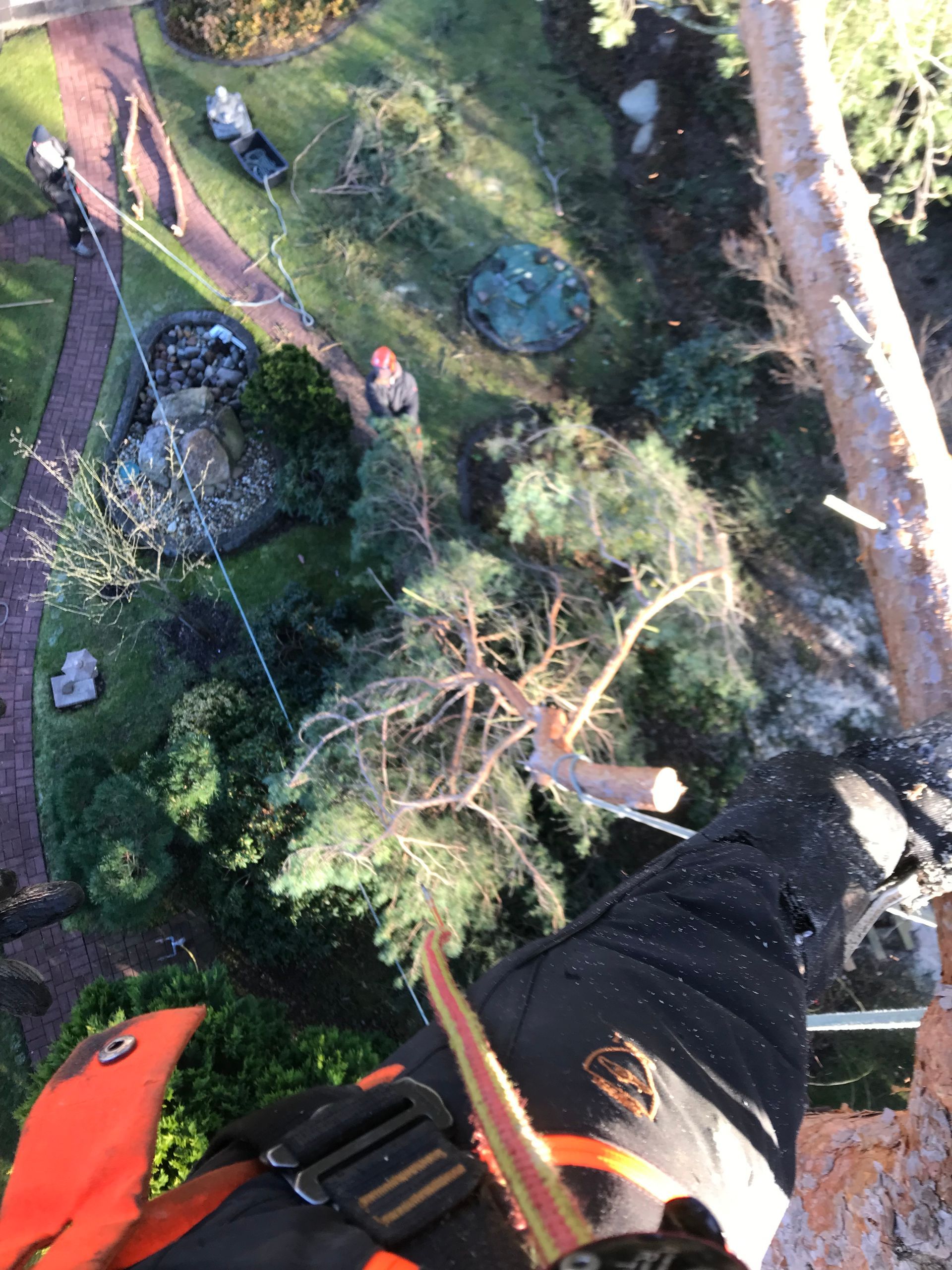 abgesägte Baumspitze wird am Seil abgelassen
