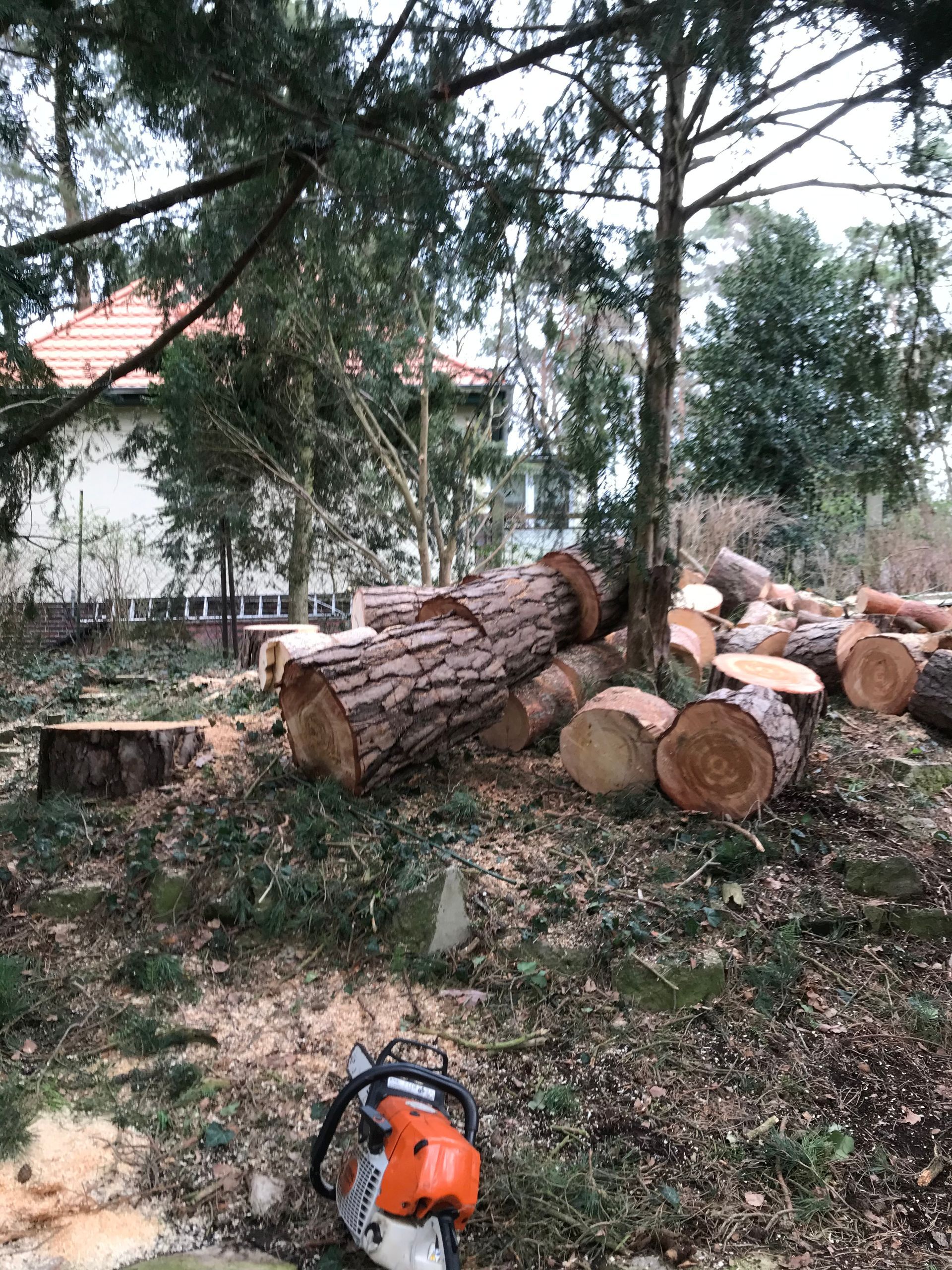 Baumstämme werden mit der Kettensäge eingekürzt