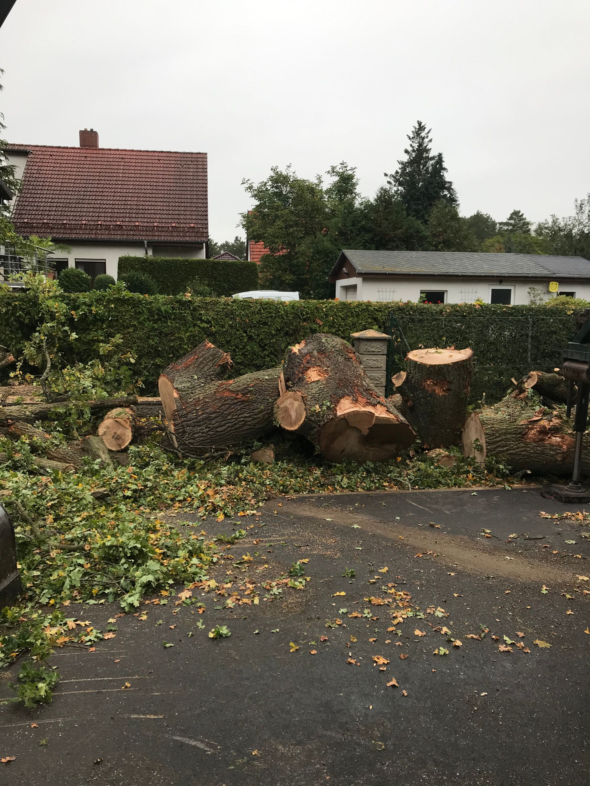 Abgesägte Baumstämme