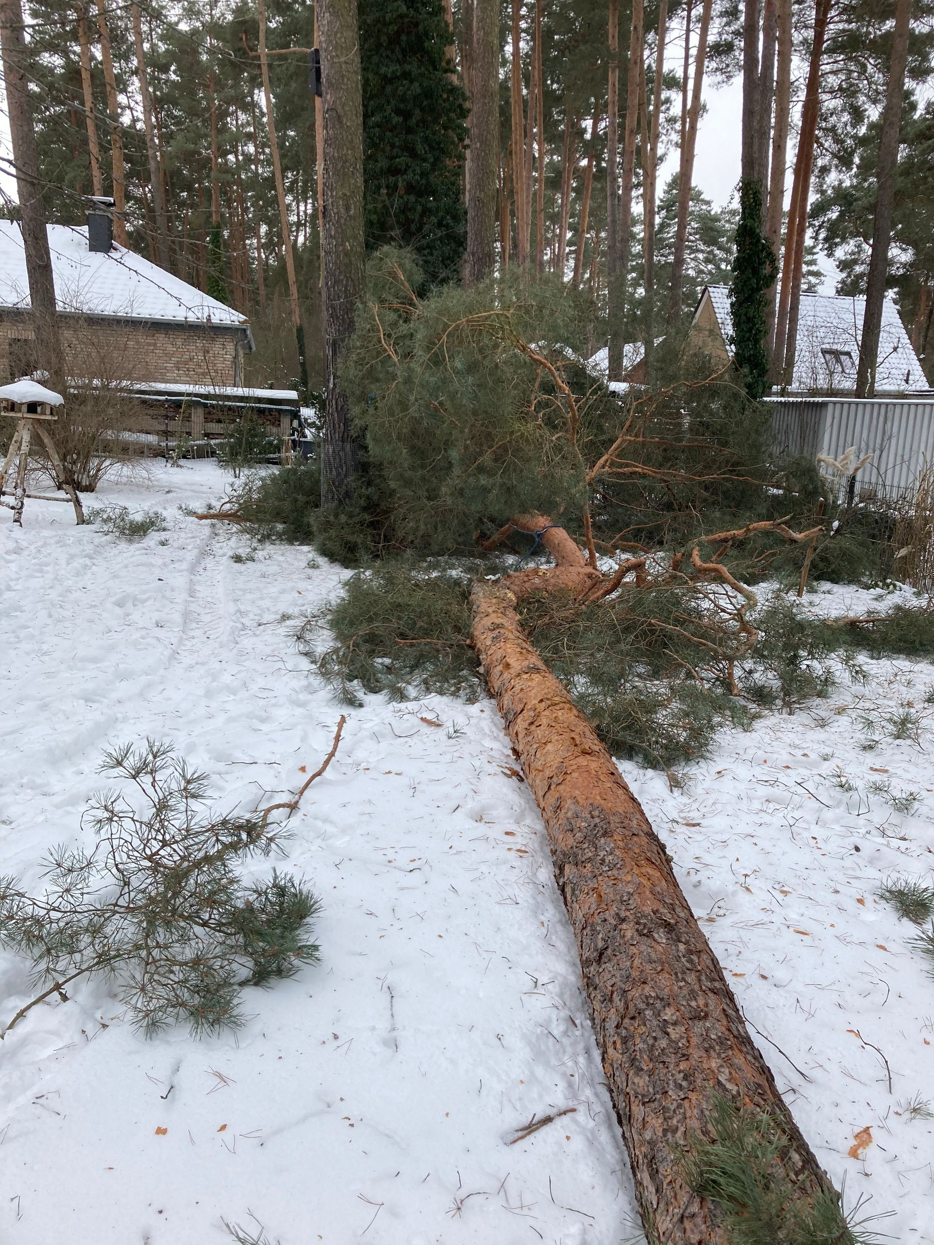 abgesägter Baum liegt im Schnee auf dem Grundstück