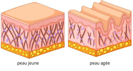 histoire du botox en médecine