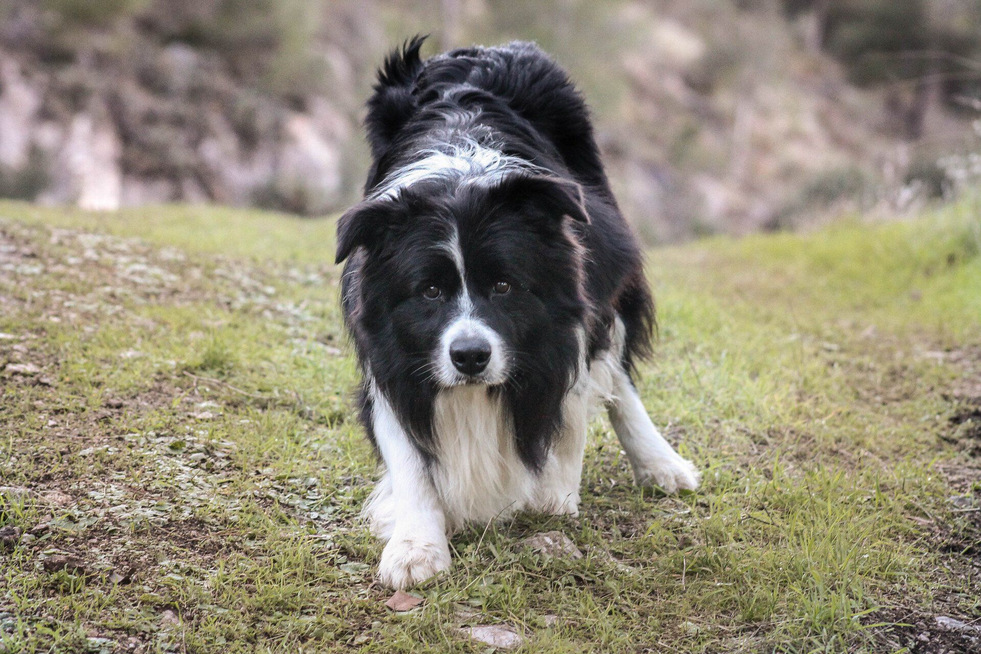 Perro Border Collie de Belda