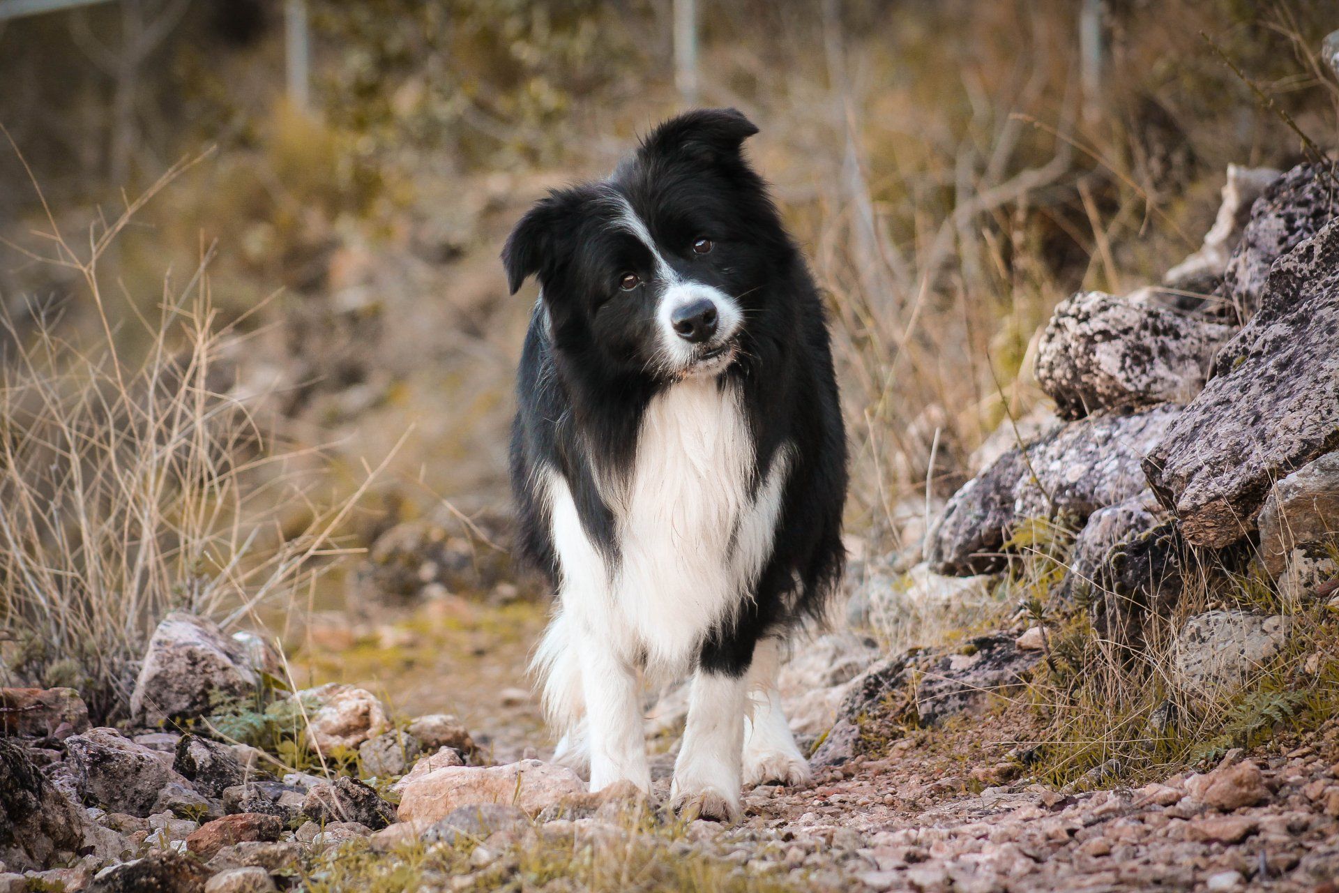 Perro Border Collie de Belda