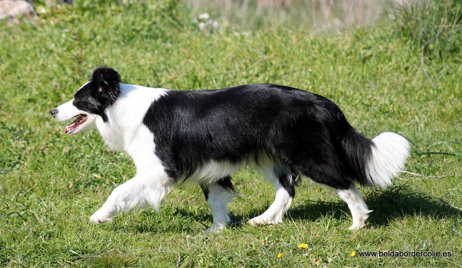 Perro Border Collie de Belda