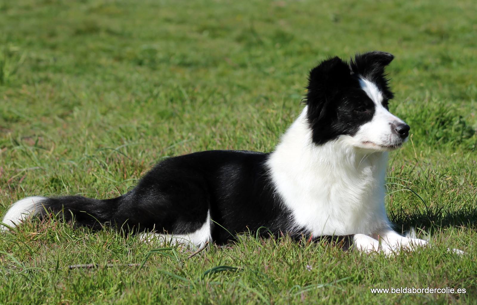 Perro Border Collie de Belda