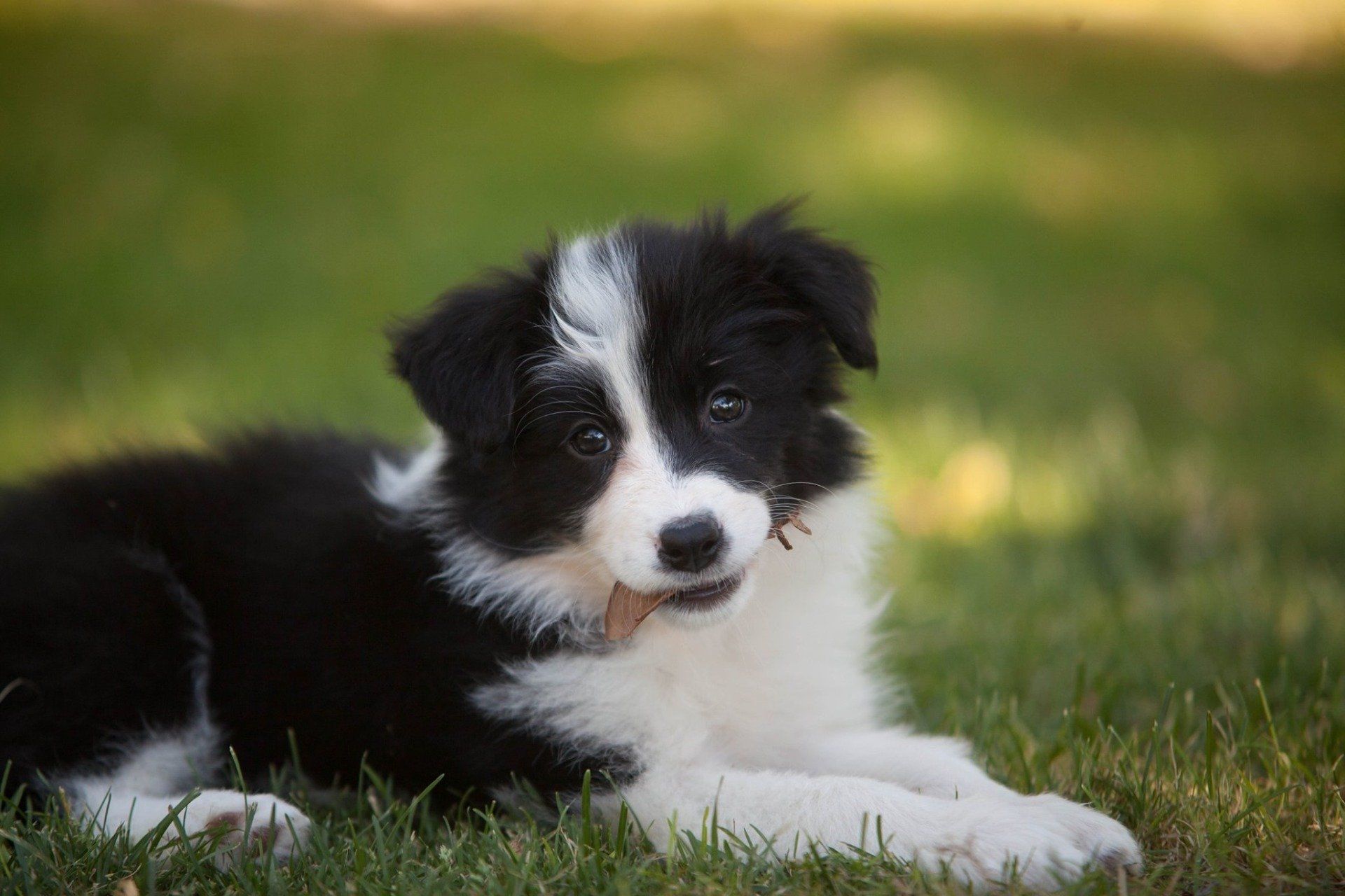Perro Border Collie de Belda
