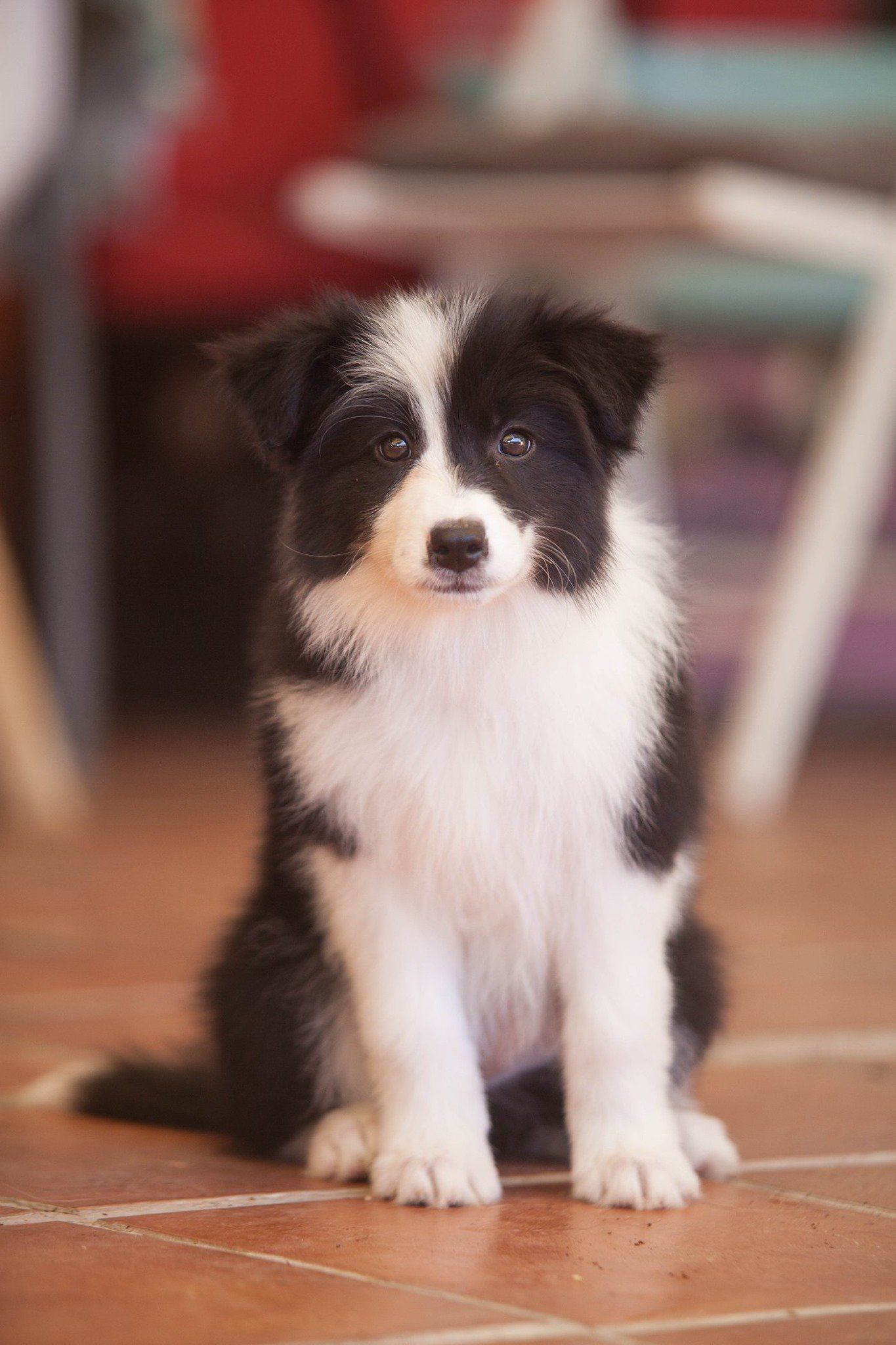 Perro Border Collie de Belda