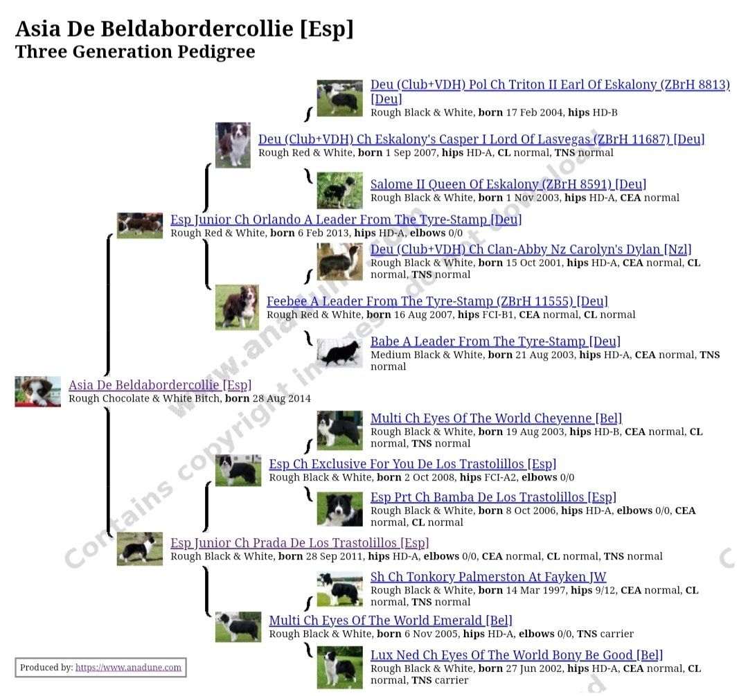 Perro Border Collie de Belda