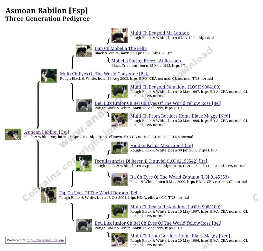 Perro Border Collie de Belda