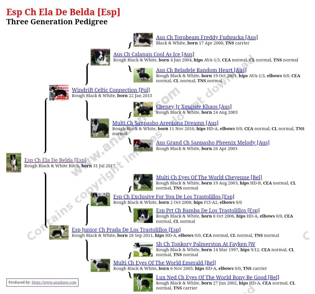 Perro Border Collie de Belda