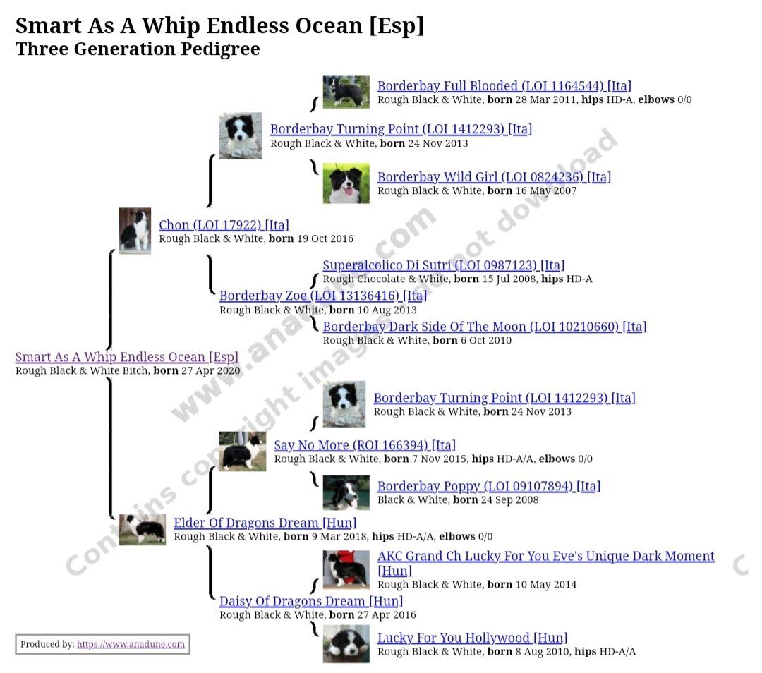 Perro Border Collie de Belda