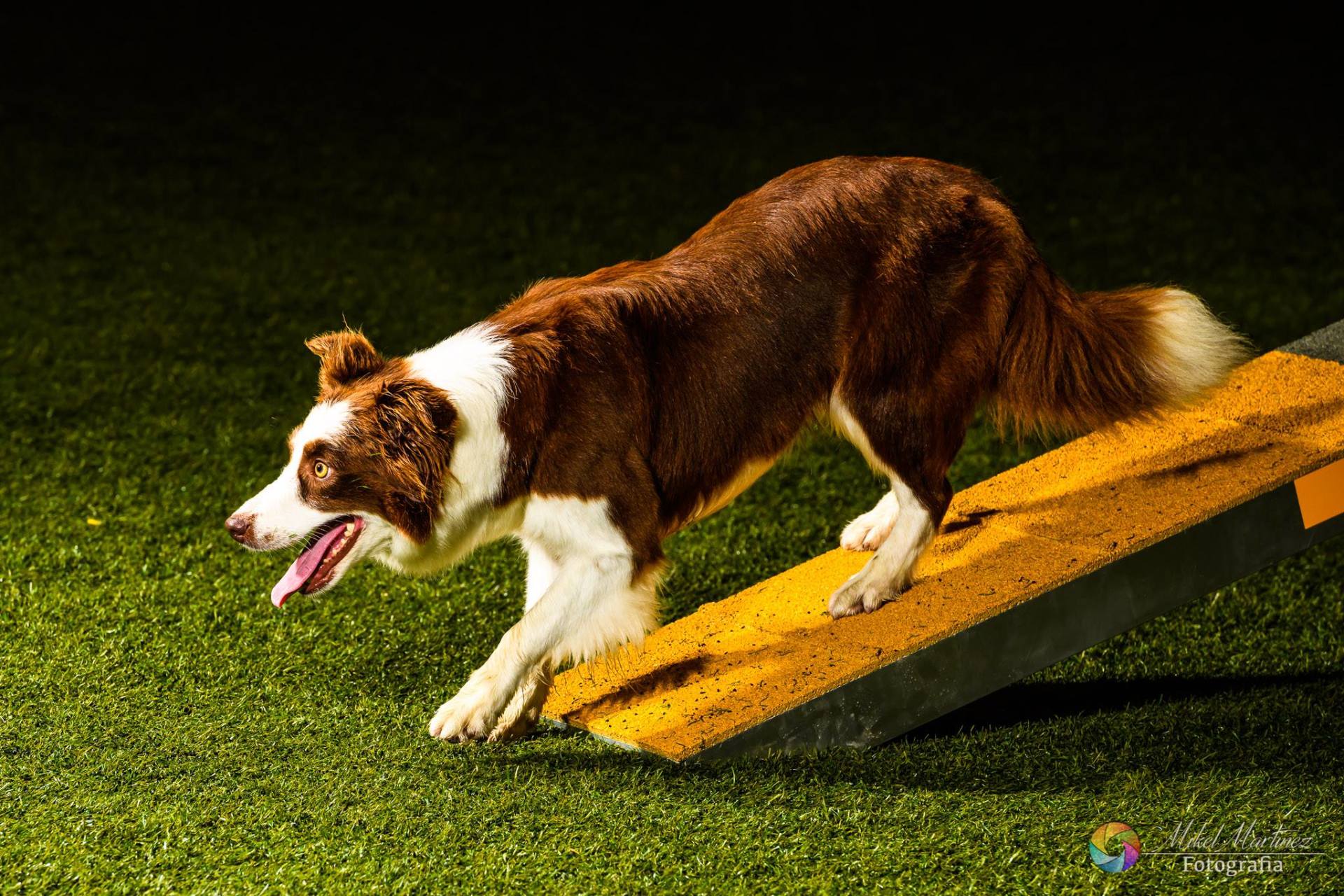 Perro Border Collie de Belda
